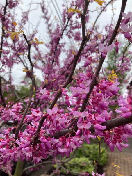 Spring flowers in bloom